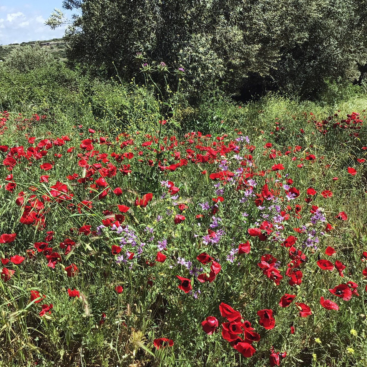 APOLLON SMINTHEION.  Antik kent 
Gülpınar. /. Çanakkale