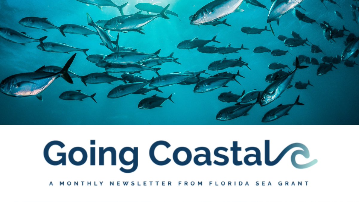 Dive into the most recent updates from Florida Sea Grant! 🤿🌊 Catch our latest newsletter here: bit.ly/4dnfJTM and don't forget to stay updated and subscribe 📩 to stay in the loop on all things Florida Sea Grant!