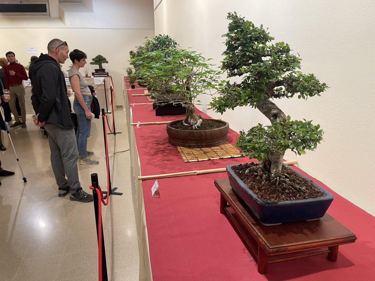 🌲Estrena de la 34a exposició de bonsais de Bonsai Natura 🗓️Visiteu-la fins diumenge a l’Espai7 del Casino! També diumenge tindrà lloc la 10a Fira del Bonsai al pati del Casino 👉A la inauguració hi ha assistit Akiko Shikata, cònsol general del Japó a Barcelona @Consul_JPN_BCN