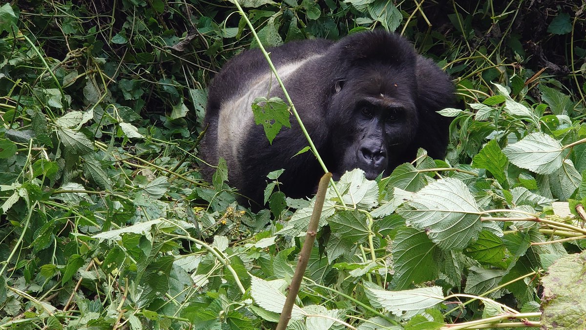 Ready to experience the magic of golf and gorillas in Rwanda?

DM: info@destination-rwanda.com 
or visit destination-rwanda.com

#destinationrwanda #rwanda #visitrwanda #adventuretravel #traveladdict  #bucketlist #ecotours #sustainabletravel #safaris  #volcanoes #golf #kigali