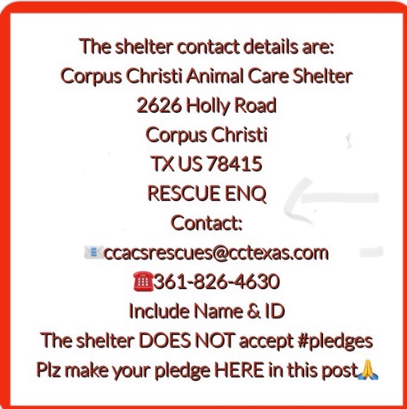 SHEBA #A367275 listed to die 5/6 had 3 puppies 1 adopted, other 🐶🐶 will find homes,so now let’s 💉their mother #CorpusChristi Tx ! 🙏#PLEDGE #RESCUE or adopt SHEBA, all alone now missing her 🐶🐶🐶😢she knows the smells of death at the KILL SHELTER! She’s terrified! Res ⬇️