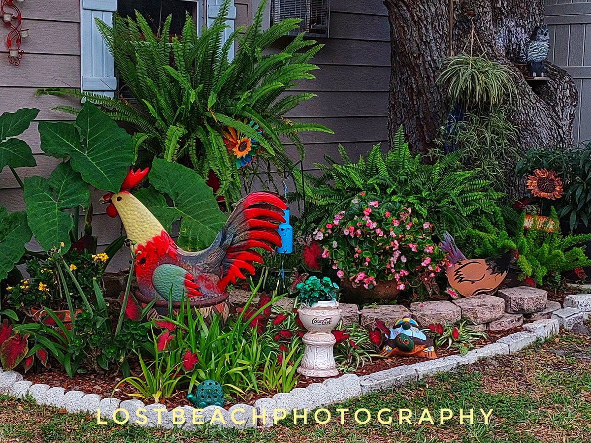 Happy Friday ... Pretty people ... It's time to decorate the yard ... 🫶🙋‍♀️🙋‍♂️🙋‍♀️

#photography #love #life #poly
#beachlife #floridalife #gulfcoast 
#beaches  #polylife #FlowersOnFriday