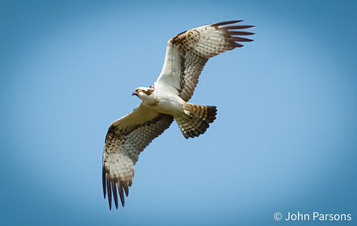 Osprey in flight, near Gleneagles Scotland.
#osprey 
#birdofprey 
#birdphotography 
#birds 
#nature 
#NaturePhotography 
#wildlife 
#wildlifephotography
#Scotland 
#canon