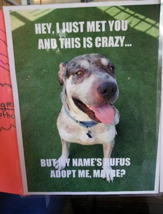 Hey, I just met you & this is crazy . . . but my name's Rufus.  #Adopt me, maybe?

#Dogs #Dog #AdoptDontShop #AdoptAFriend #LoveADog #GoodDog #DogsAreLove