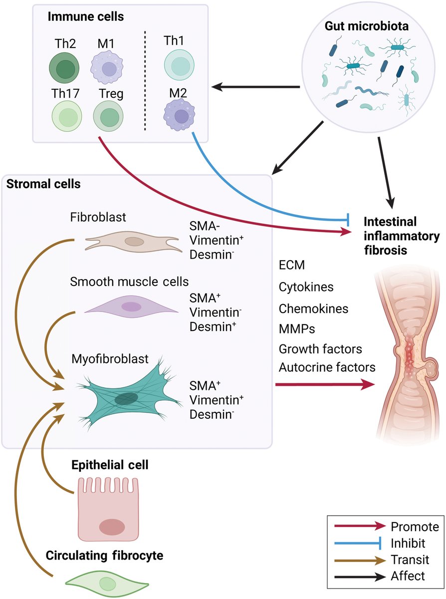 Review provides information about how #stromalcells regulate #intestinal inflammatory fibrosis. Read the full article here ➡️ ow.ly/O8pm50RqYwJ 🖋️ @yingziutmb @WenjingYang13