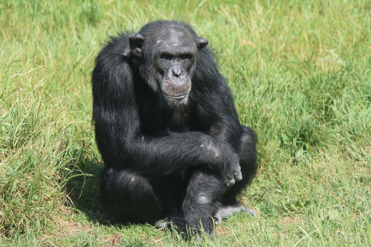 Today we wish Sixpence the Chimpanzee a very Happy Birthday! 🥳 📸: Matt Rimmer #SupportingConservation #WelshMountainZoo #NationalZooOfWales #Eryri360 #NorthWales