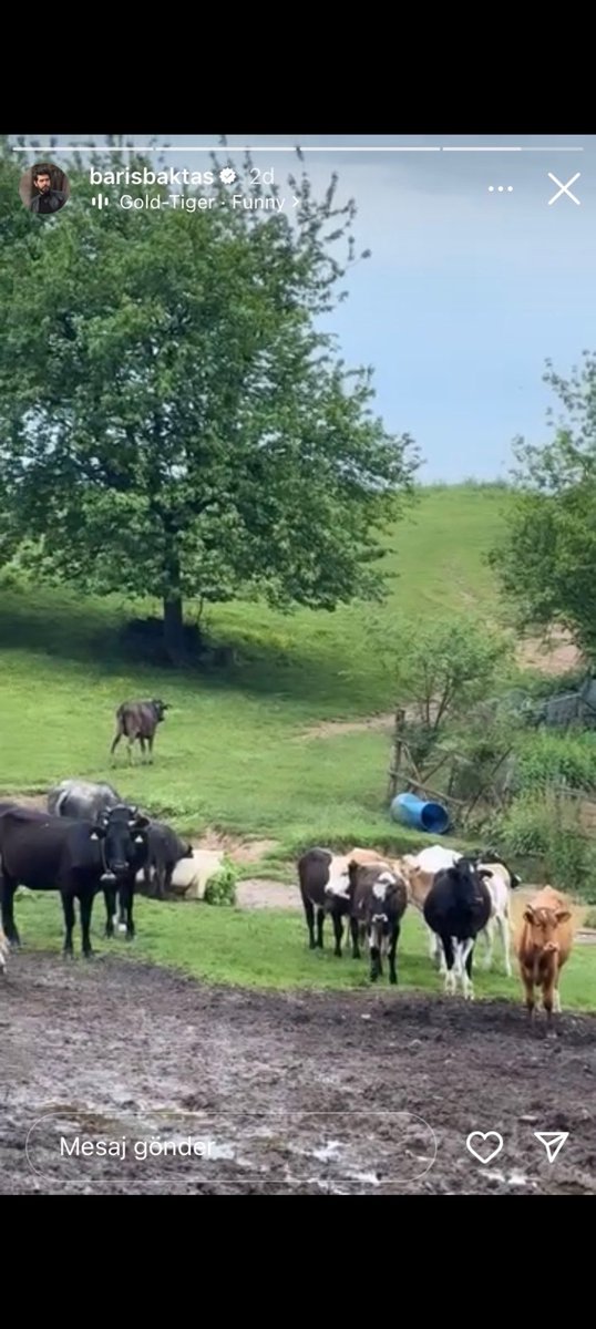 Yağmurun çekip attığı annesini kaybetmiş ineğin sülalesini bulup story atan barış 🤣 kimya arkadaşlar 🤣

#BarışBaktaş . #YağmurYüksel