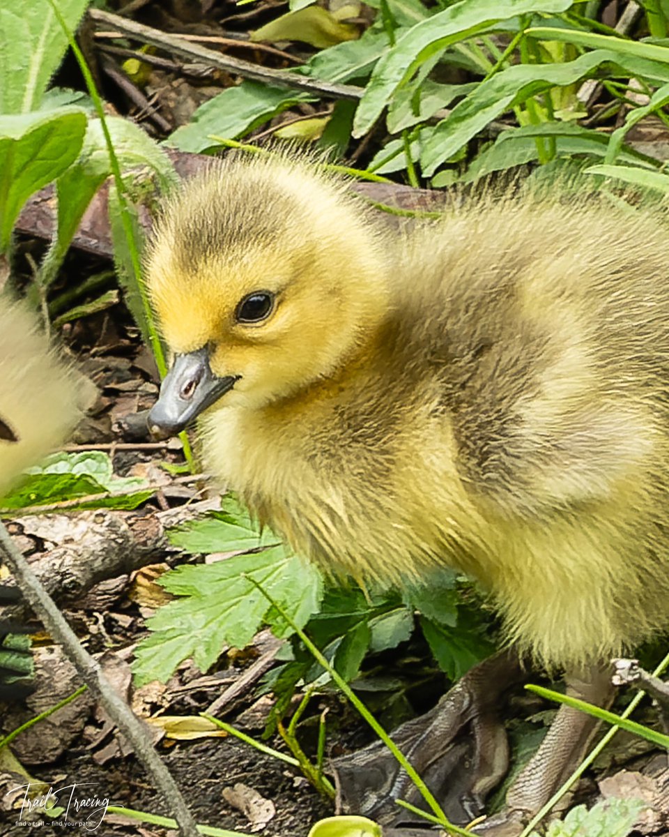 May your weekend be as sweet as this Canada goose gosling.
#gosling #canadagoose #northpond #cityparks #trailtracing #seethingsdifferently #Olympus #OMSystem #artinature #naturelovers #takeahike #closeupphotography #naturephotography #naturebreak