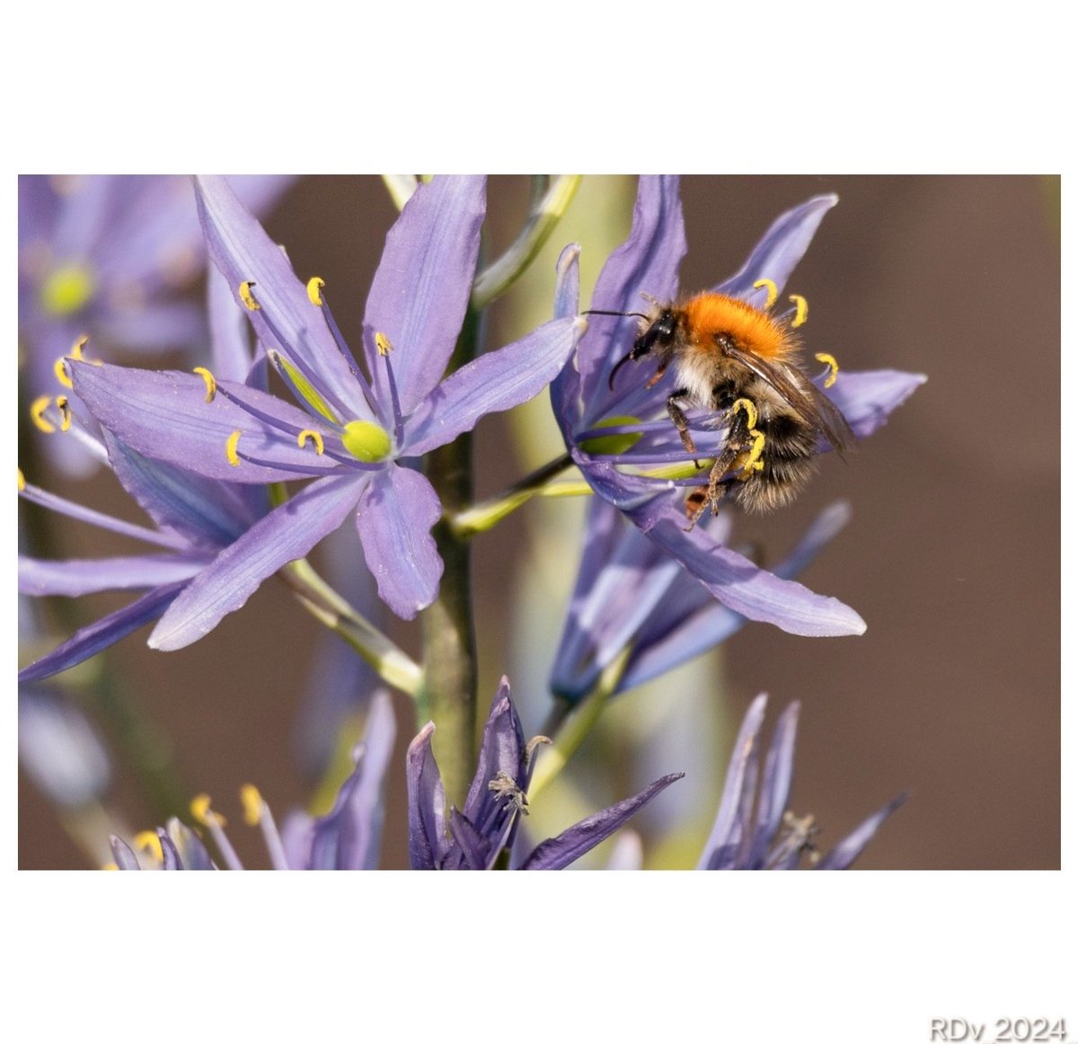 It's that time of year again... 🐝 #bee #fridaymorning #nature #NaturePhotography #wildlife #NaturalBeauty #NatureLover #explore #travel #pollinator @ThePhotoHour