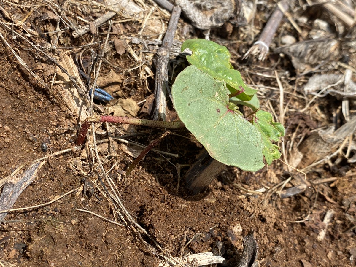 Alabama Insect Blog: Tales of Cotton Insects: May 3, 2024 #ALcrops @Ron_Smith23 alabama-insects.blogspot.com/2024/05/tales-…