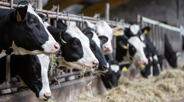 📻
🐮🥛🔬
Simon Dufour, professeur à la @umontreal et spécialiste de la biosécurité de la production laitière, a participé à l’émission @Anneeslumiere pour discuter de la présence du virus de la grippe aviaire dans le lait.

🎧▶️ tinyurl.com/2pw8f5rp