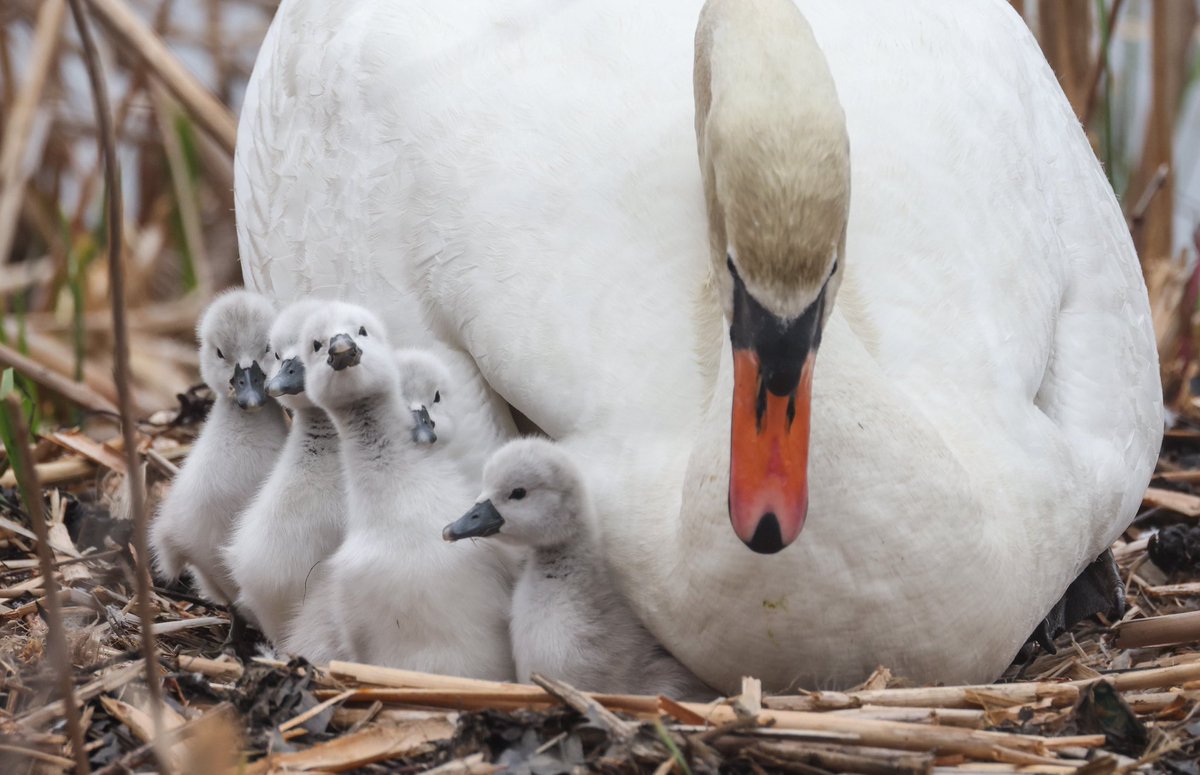 Swan cygnets are seen tucked underneath their mother at a pond in Chestnut Hill, this cloudy morning. Passersby say they were born last week. Our weekend weather forecast for #Boston and vicinity -> nbcboston.com/weather/cooler…📸⁦@pictureboston⁩