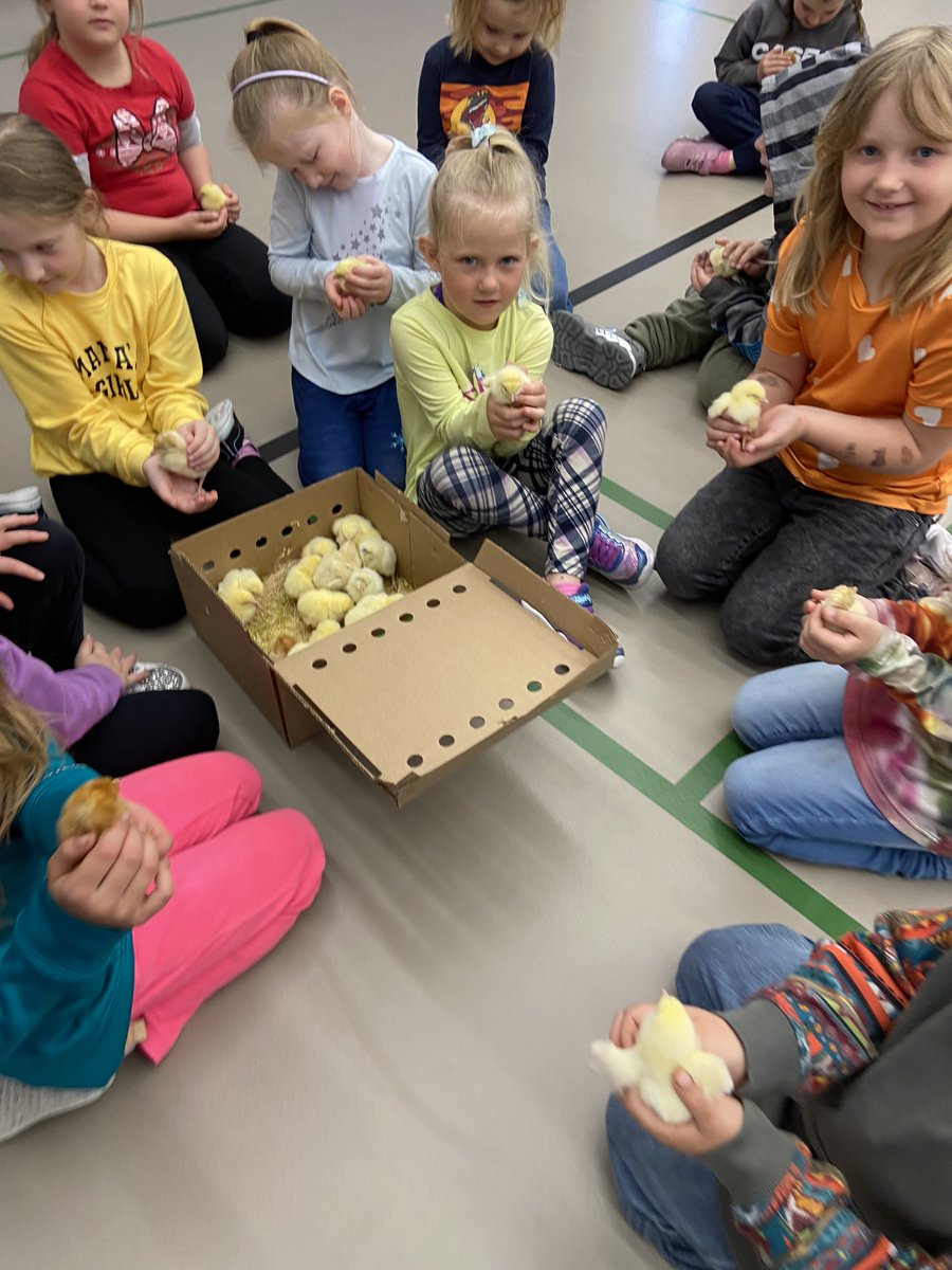 I am a firm believer that we each have a responsibility to connect the next generation with agriculture and food production! 
Big thank you to the Nokomis School and the Nokomis Daycare for allowing me to bring in my fresh chicks and turkeys to show the kids. #skag #cdnag #food