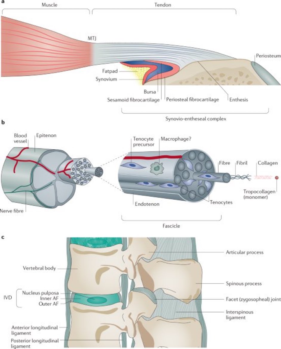 The anatomy of tendons & ligaments:

a👉🏼tendon structure at the bone insertion
b👉🏼tendon structure at tissue & molecular levels
c👉🏼anatomy of ligaments (intervertebral disc)

#tendon #ligament #arthritis #anatomy

nature.com/articles/s4158…