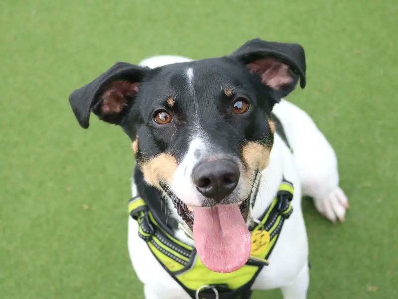 Please retweet to help Jasper find a home #GLASGOW #SCOTLAND #UK AVAILABLE FOR ADOPTION, REGISTERED BRITISH CHARITY Jack Russell Cross aged 5-7, looking for an adult home as the only pet. 'Sweet boy Jasper is a very intelligent boy who loves his toys and learning new tricks! He…