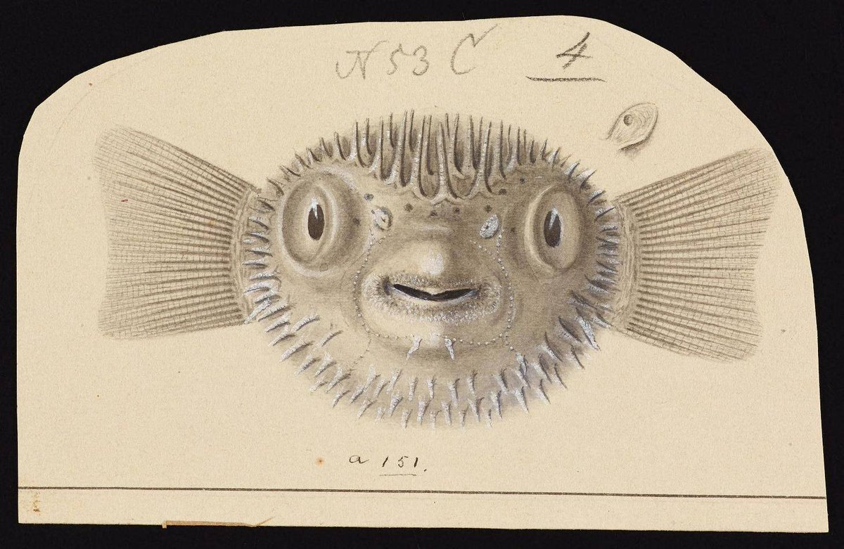 One of a great series of drawings depicting balloonfish and pufferfish made during the United States Exploring Expedition, 1838-1842. More here: buff.ly/2tkRT99 #fishfriday