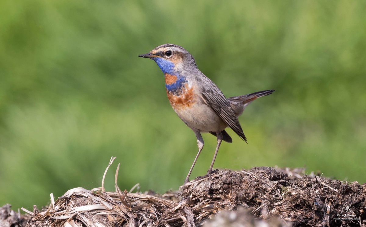 When a bird really does live up to its name: lovely views of this gorgeous Scandinavia-bound male Red-spotted Bluethroat at Quendale, Shetland this afternoon.