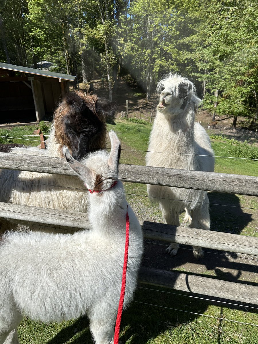 Meeting the big boys! #FarmLife #llamas #orohan #babyanimals