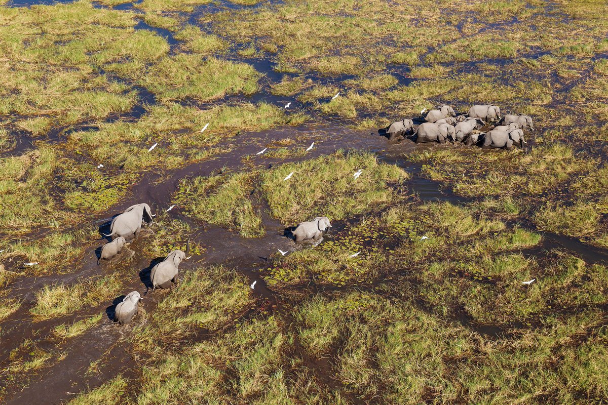 Action to protect the Okavango Basin in Africa from oil exploration. rainforest-rescue.org/petitions/1231… @RainforestResq @FrackFree_NB