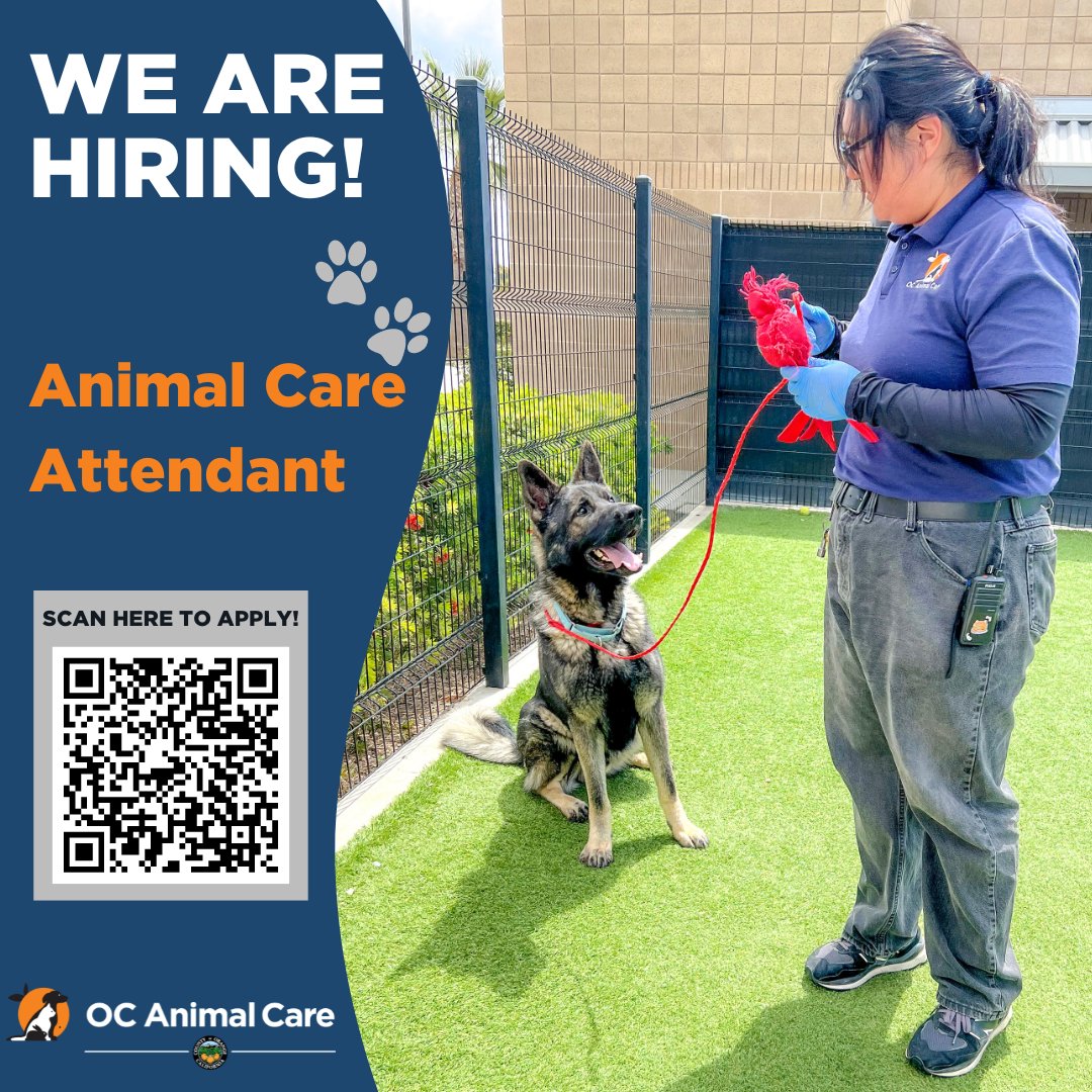 Ready to turn your love for animals into a rewarding career? Apply to become an Animal Care Attendant at OC Animal Care to help provide top-notch care for our furry friends. If you're ready to make a positive impact, apply today! 🐾