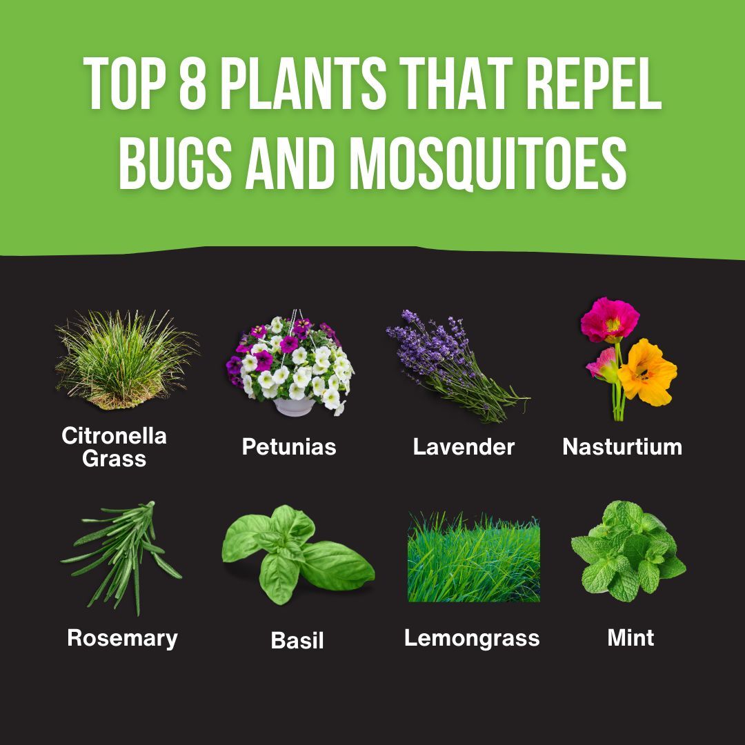 Looking for natural ways to keep bugs and mosquitoes away? Learn the details in our full blog post: buff.ly/44nmktc