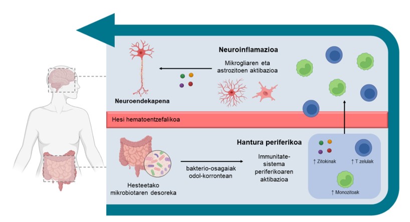 Neuroinflamazioa Parkinson gaixotasunaren agerpenean eta progresioan bit.ly/4aSdGFz Ainhoa Atxa eta lankideen lana @upvehu @biobizkaia