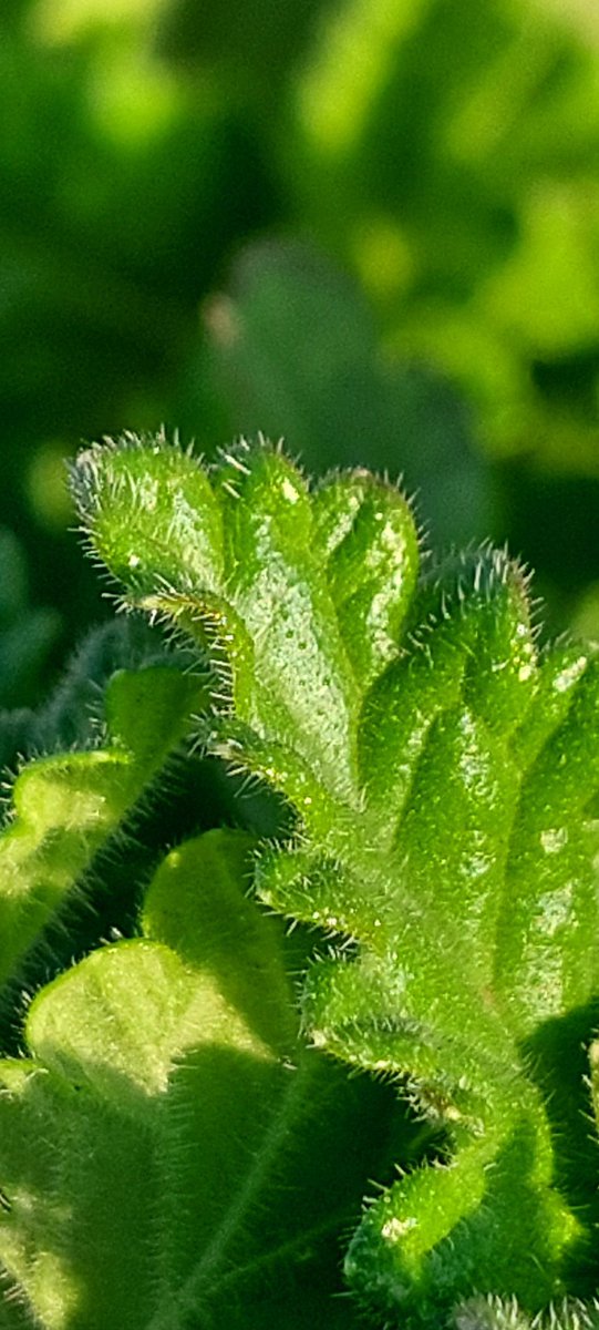 All Photographers, show me your Lush Green Photos! 📸🟢

Mine.. 👇🏼

#NilaPix #Green #Leaves 🌱🌿☘️🍃#Verbena #Annual #Plants #Spring #Gardening #GardeningX #GardeningTwitter #Photography #NoFilter #NoEdit #MobilePhotography