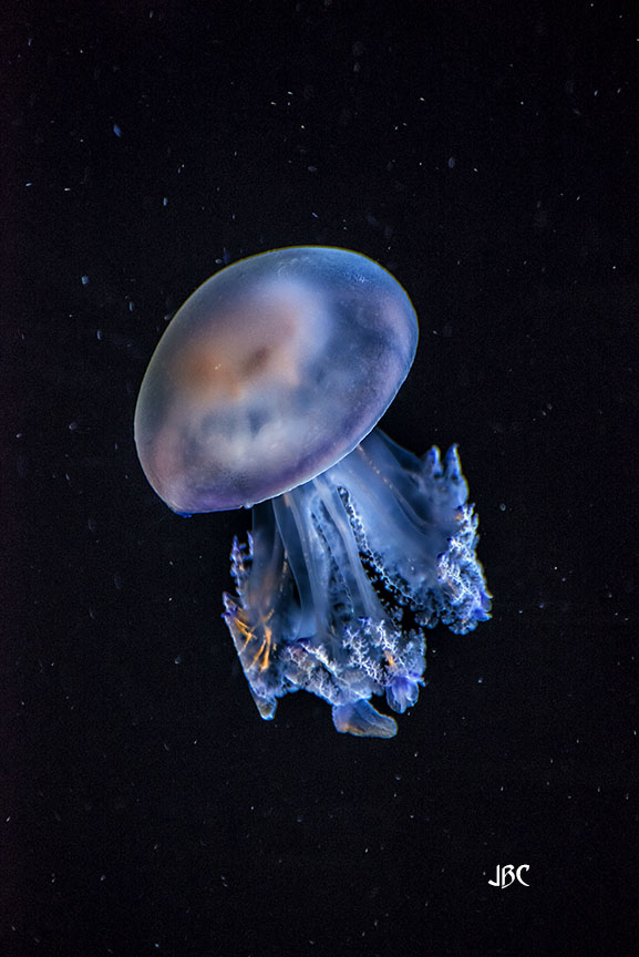 from @MontereyAq, here's some squishy fishy for #FishOnFriday #jellyfish