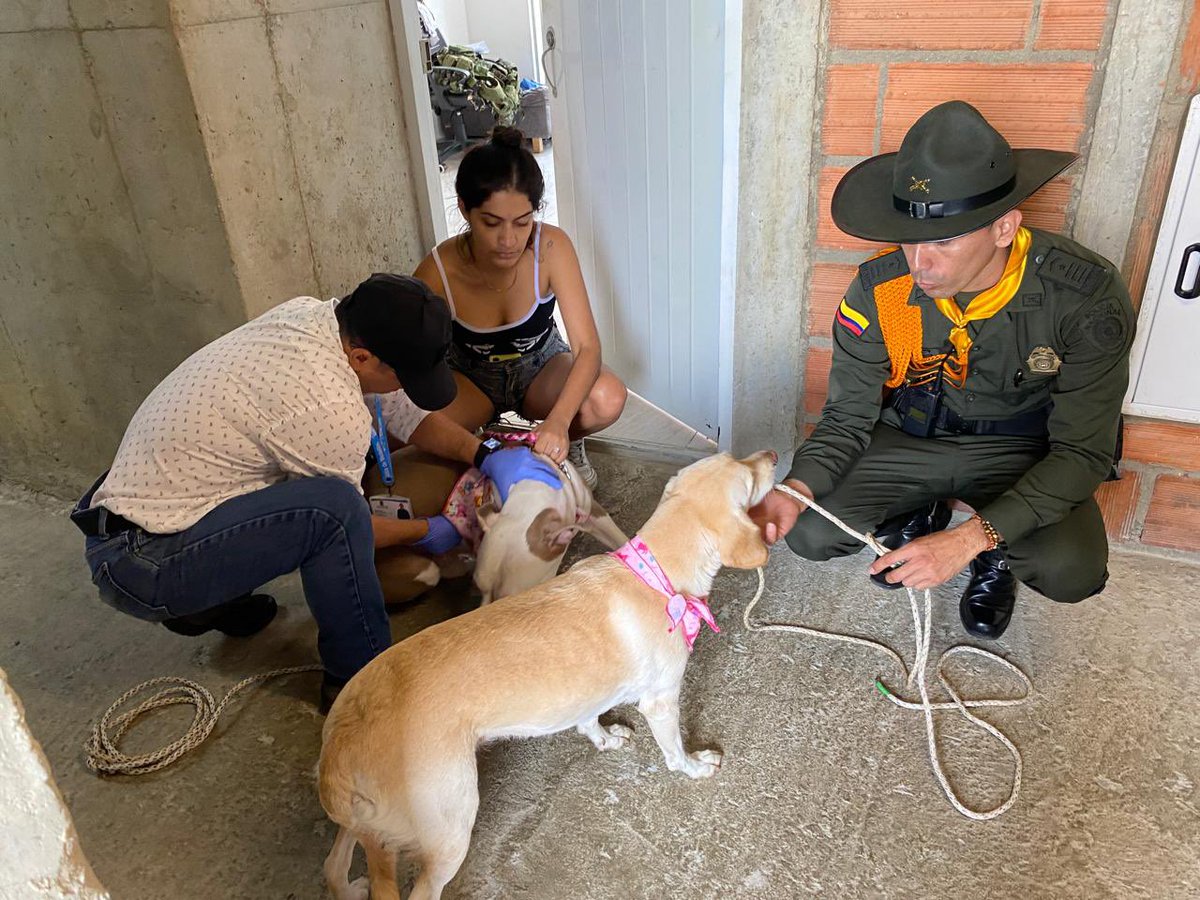 No podemos tolerar el maltrato animal. Ya estos 2 perritos fueron rescatados por nuestra Policía y llevados a La Perla. 🐶 Hay que sancionar a quienes maltratan a nuestros peludos. Invito a la ciudadanía a denunciar estos casos.