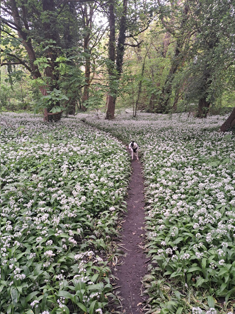 Ending another busy week with a relaxing walk along the Taff Trail and through the wild garlic.

One day, I might actually spot the busy woodpecker we can hear! 

#FridayFeeling #CardiffParks #TaffTrail #RescueDogsRock #GreenBathing