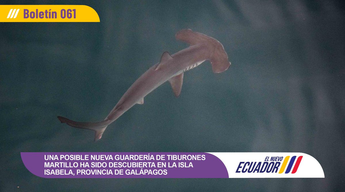 BOLETÍN | En una pequeña bahía de la isla Isabela, en #Galápagos, se descubrió lo que sería el primer sitio de crianza de tiburones 🦈 martillos lisos, lo que ha despertado el interés de la comunidad científica. Lee más en: ambiente.gob.ec/una-posible-nu…