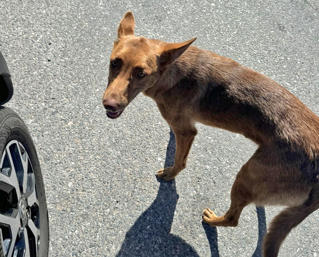 📣🐕‍🦺🐾🐾 #PuntaDelEste Este amiguito anda perdido en zona de Av Roosevelt frente a La Asistencial. Vecinos del lugar me están enviando fotos. Muchas gracias!!