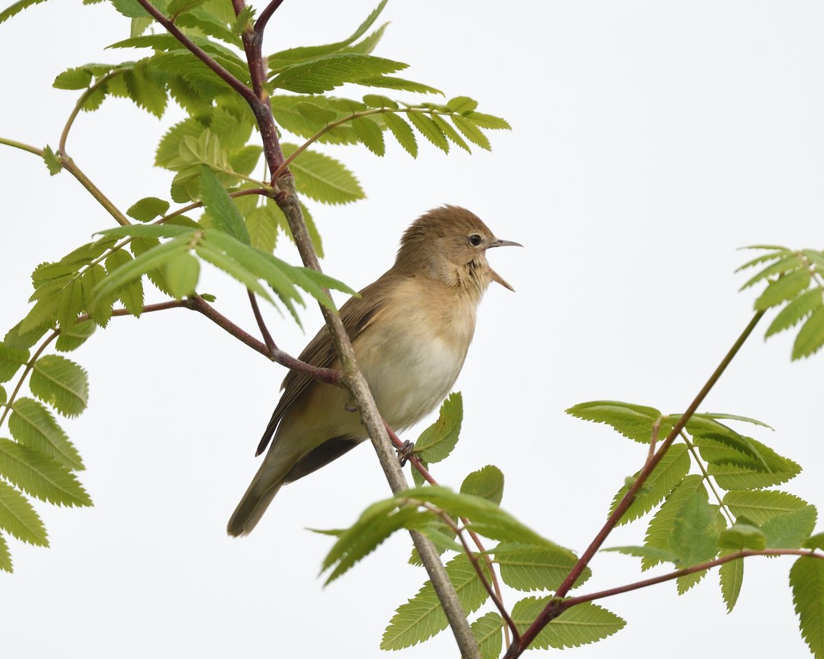 Garden Warbler on Dartmoor. A very shouty, showy individual...@DevonBirds