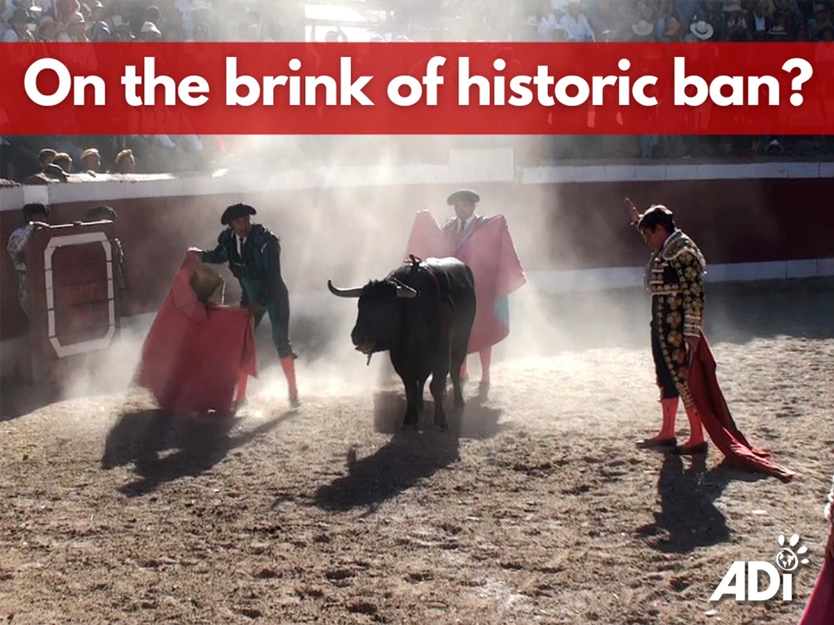 Final debate on bill 219/23C to #banbullfighting in #Colombia is scheduled for May 7. The bill was approved in the Senate last year, so now faces this final debate & vote in Plenary of the House for it to become law but is being met with fierce opposition. bit.ly/bullfighting-C…