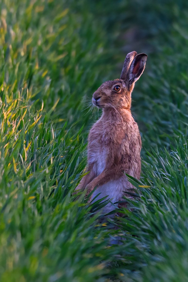 The only way to see who’s coming is to stand on hind legs…
#hare #brownhare #Norfolk #BBCWildlifePOTD #wildlifephotography #Norfolk #springwatch