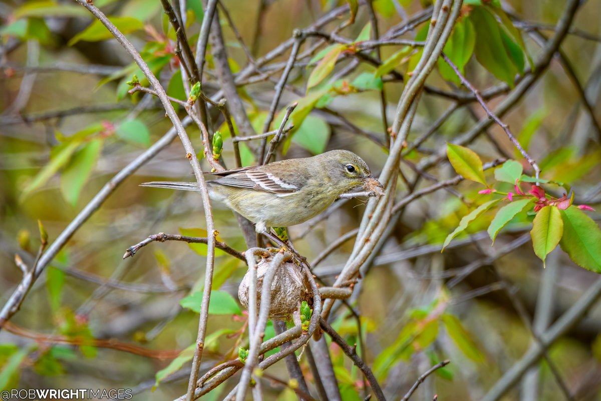 A warbling vireo shopping for house supplies at its local hardware store. #birdphotography #TwitterNatureCommunity #NewHampshire