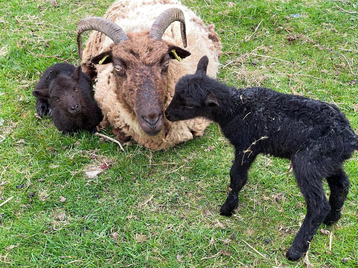 There were 3 left to lamb …..these beautiful twins born this afternoon means we only have 2 left to lamb #manxloaghtan #rarebreed #nativebreeds #lambing #farming #isleofman