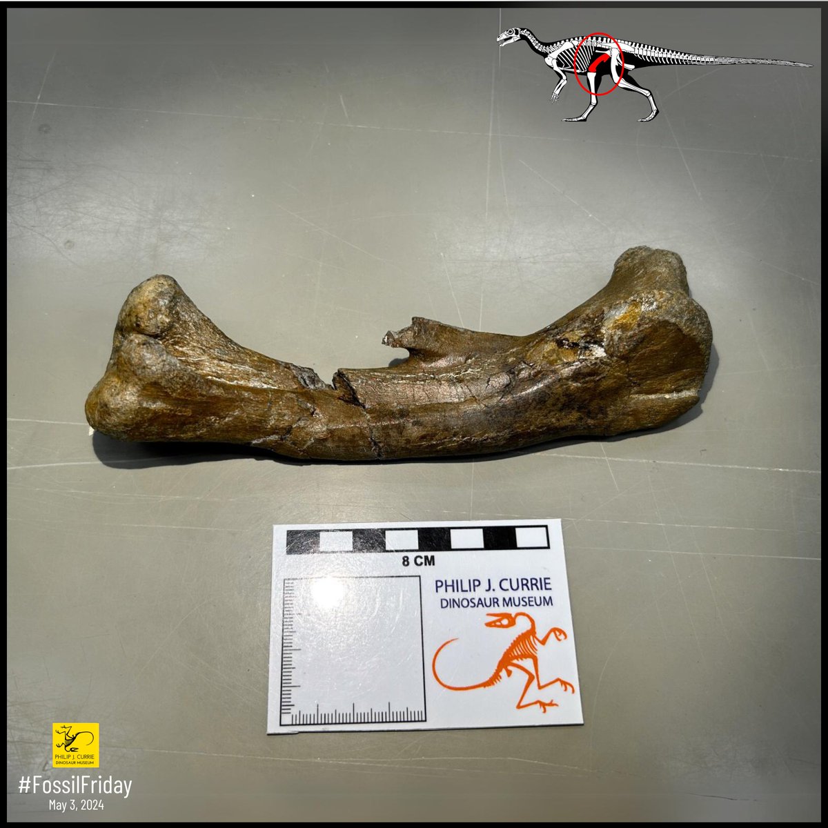 #FossilFriday! This week, we have an exciting fossil found in 2023. This is a Thescelosaurus femur (upper leg bone). This type of dinosaur is one of the rarer groups from the Grande Prairie region, so this bone helps us fill the gap of what other dinosaurs lived in the region.