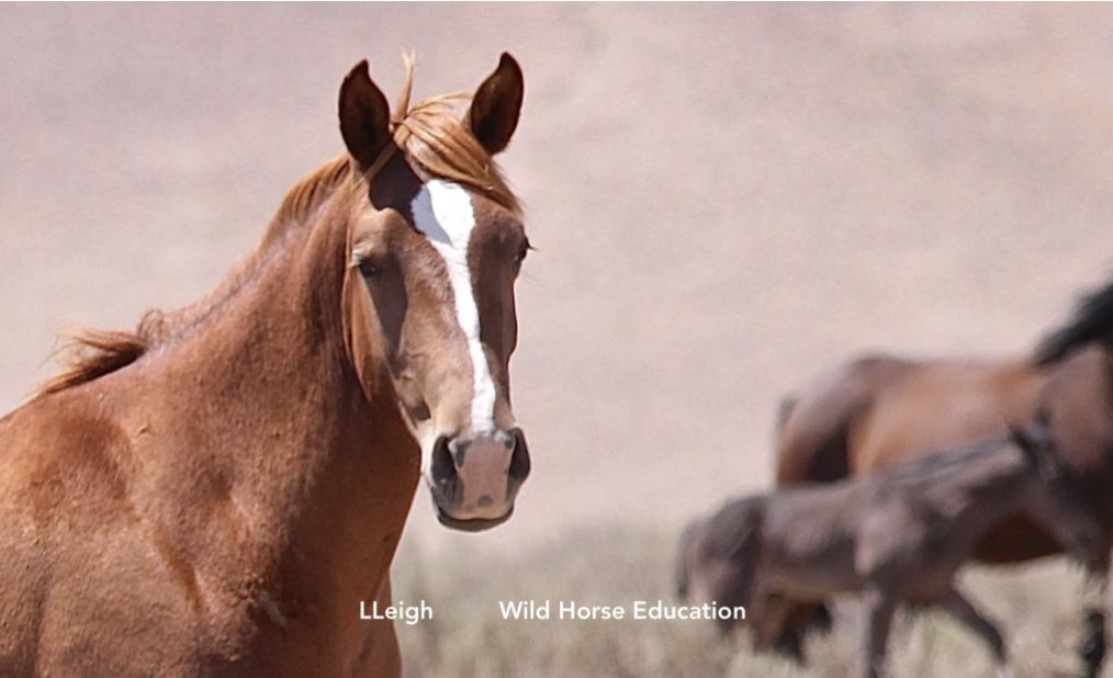 Take ACTION! 
Learn more: tinyurl.com/3h36tu5h
Hold @BLMNational  accountable. We need full data disclosure & an extension of time on this vitally important comment period advocates have waited more than 38 years for!
#wildhorses #burros