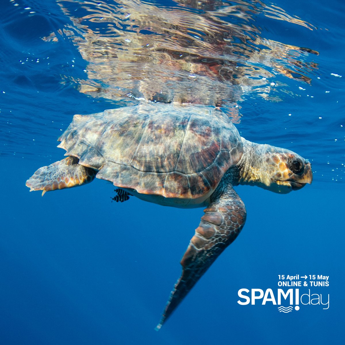 SPARACinfos's tweet photo. 🟡🌊The #BarcelonaConvention Specially Protected Areas of Mediterranean Importance are amazing natural sites that require special protection. Proper management of #SPAMIs involves setting rules for fishing, boating, tourism etc., allowing delicate species to thrive. #SPAMIday2024 https://t.co/zLlAzuWWpi
