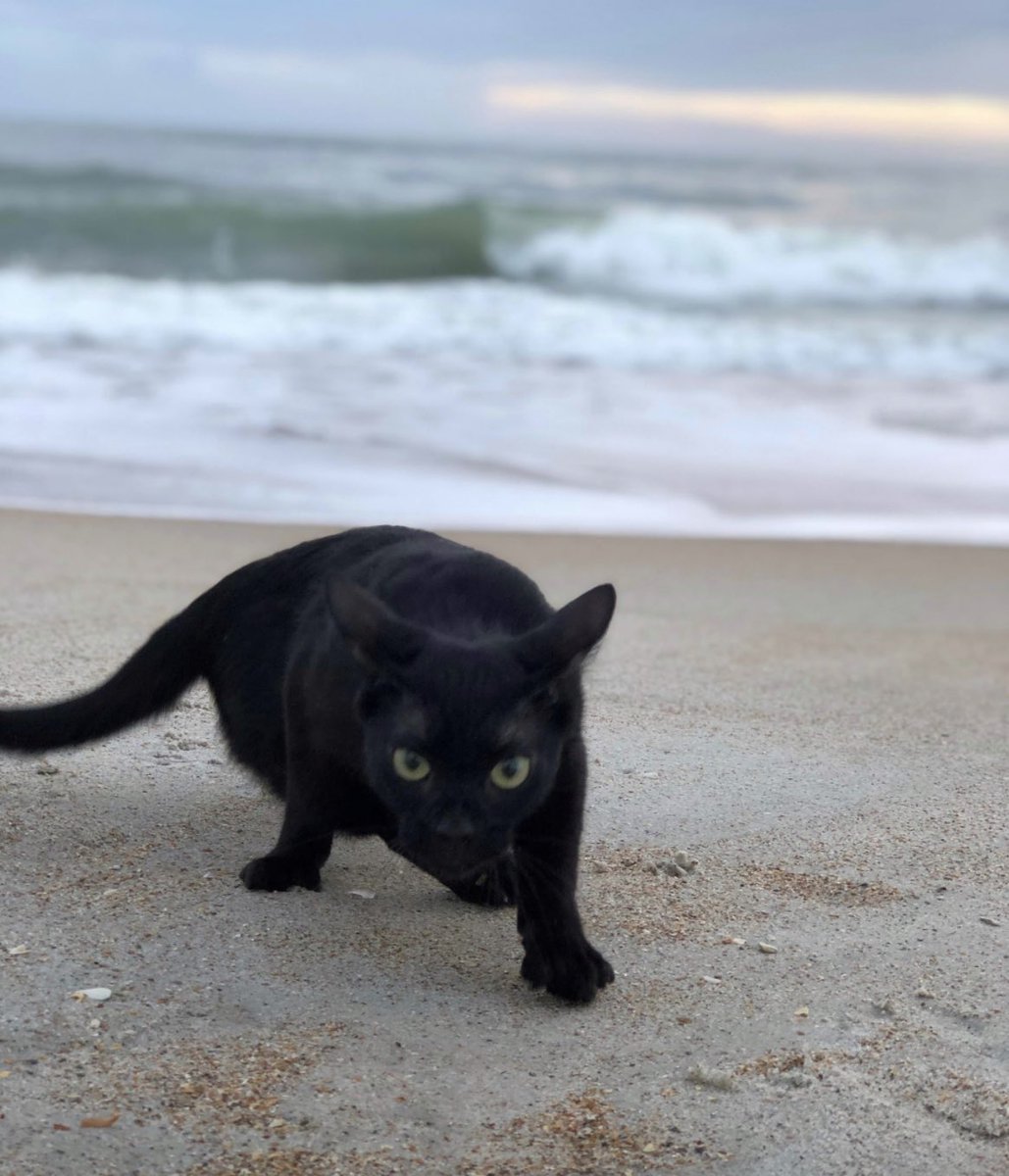 Panther prowl at the beach. In reality, Aries had his ears back from the wind and was just getting up to walk, but the photo seems to convey that a stealthy panther was among us. Happy weekend! 💙🐾 #catsoftwitter #blackcat #cat