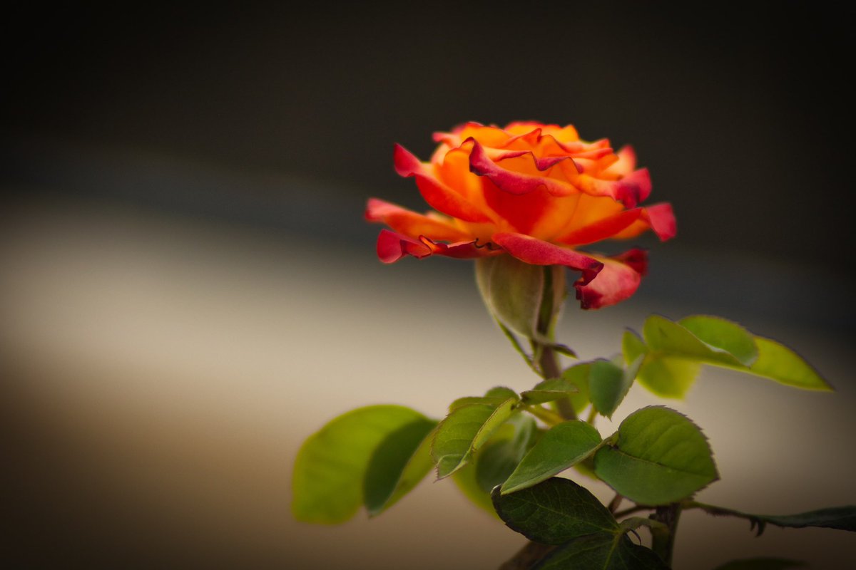jwhirales's tweet photo. Creating mood / Creando estado de ánimo #rose #rosa #singlerose #rosasolitaria https://t.co/9wUlH0QSg6