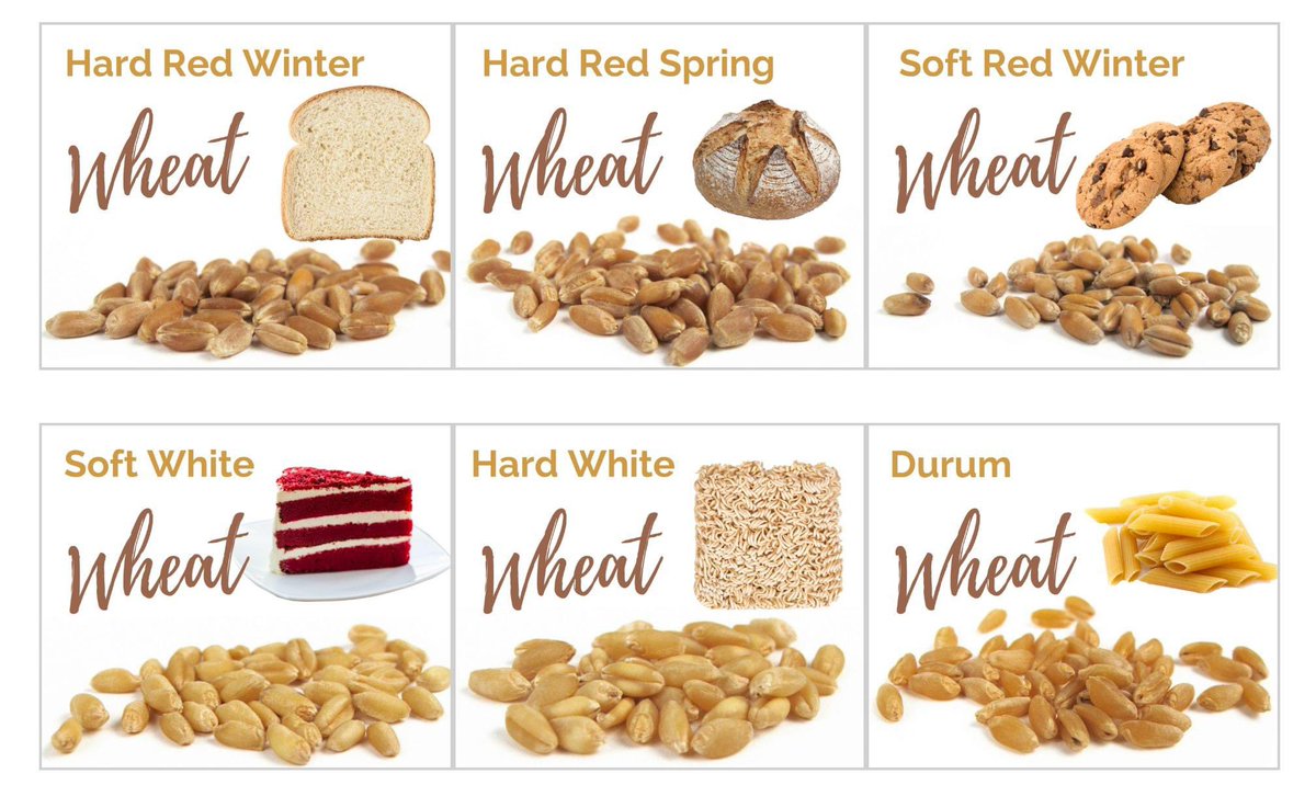There are six types or classes of wheat grown in the United States: hard red winter, hard red spring, soft red winter, hard white, soft white and durum. Learn all there is to wheat at EatWheat.org! #kansaswheat #classesofwheat #baking #facsteacher