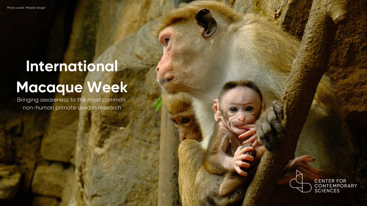 This week is #InternationalMacaqueWeek- a week dedicated to raising awareness about a persecuted group of primates. Long-tailed and southern pig-tailed #macaque populations have declined between 40-50% over the past few decades due to their use in #biomedicalresearch & #testing.