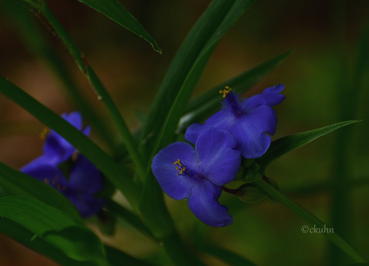 'It is not how much we have, but how much we enjoy, that makes #happiness.' - Charles Spurgeon 🌸🌿💙#FlowersOnFriday #FloralFriday #FlowerPhotography #NaturePhotography #Nature