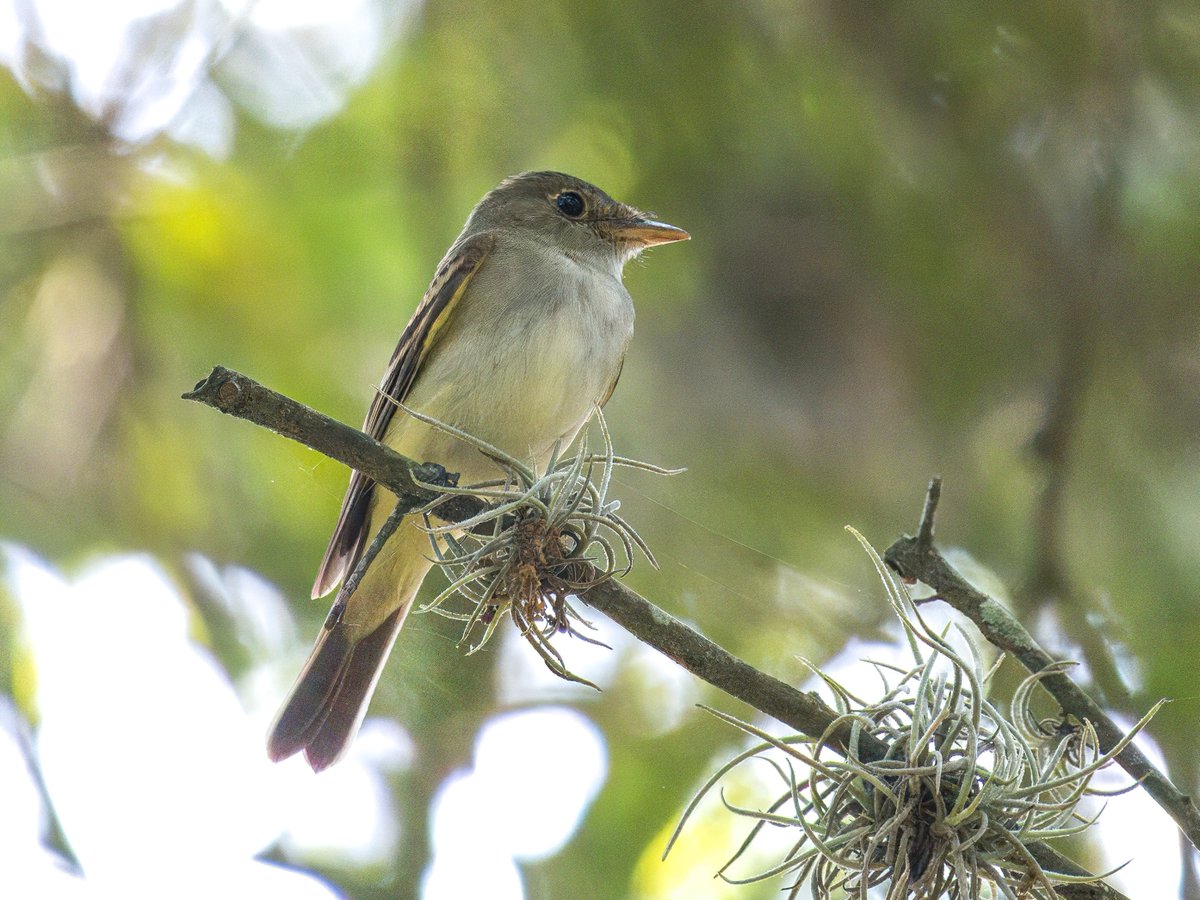 It's flycatcher season. This is an Acadian Flycatcher, the first Empidonax to arrive in the eastern US. All the other Empidonax arrive primarily in May. Acadian is the most misidentified flycatcher in the east. In the East, learn the Acadian well and you will be one with…