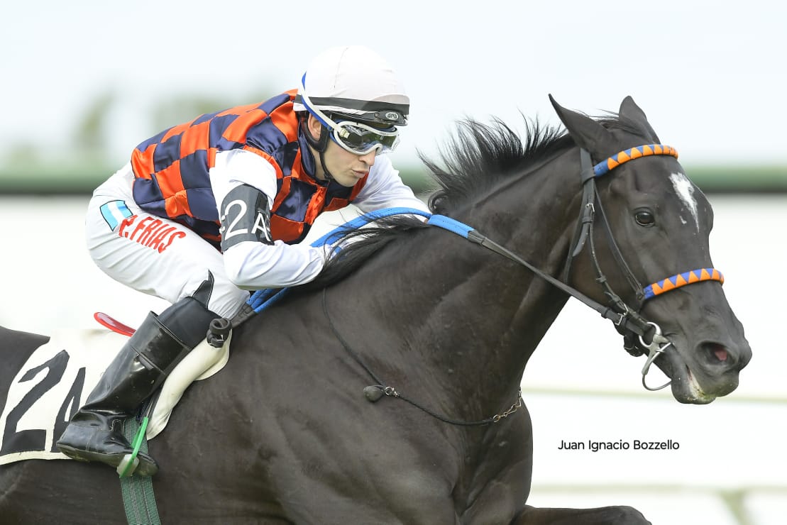 StudRDI's tweet photo. Nuestro potrillo Natus Vincere (Brz-Agnes Gold) mantuvo su invicto este viernes en el @HipodromoSI quedándose con el Handicap Dr. Ignacio Pavlovsky, sobre el césped. 
Natus Vincere es el hermano de los ganadores de G1 in Love y Last Kiss y de la G2 Love Story
@BonneChanceFarm https://t.co/s6RkI3rcYP