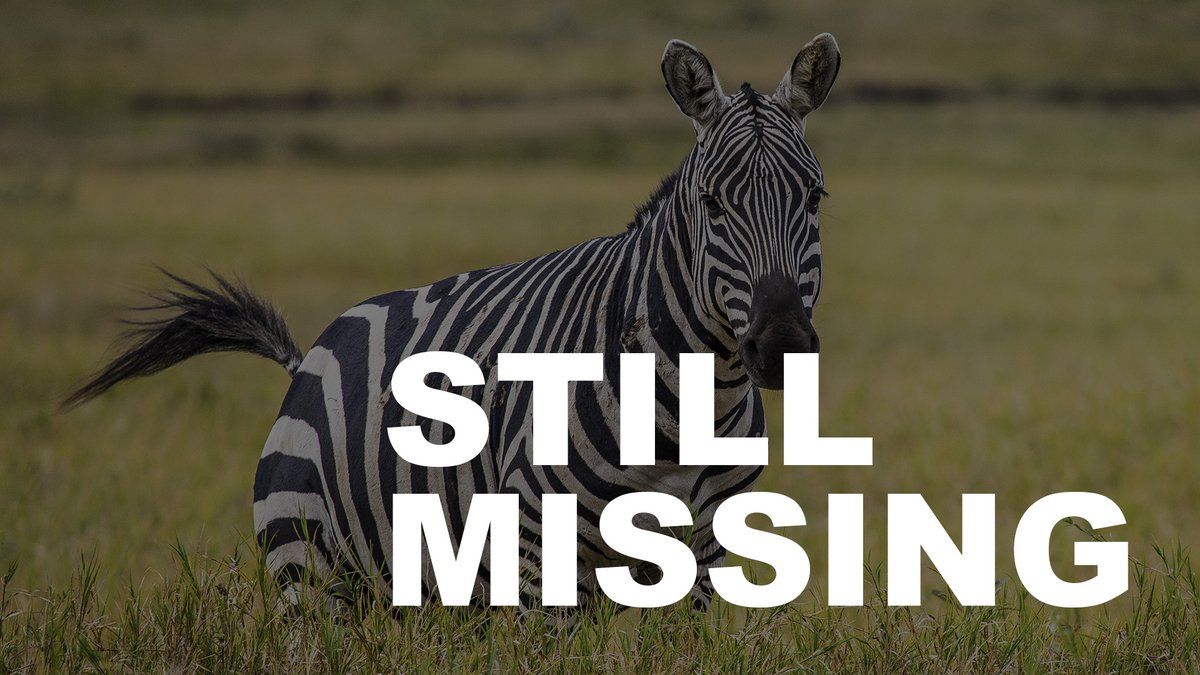 The search continues for a missing zebra near North Bend. 🦓 Get the latest at tailsfromraskc.com/2024/05/03/fri…