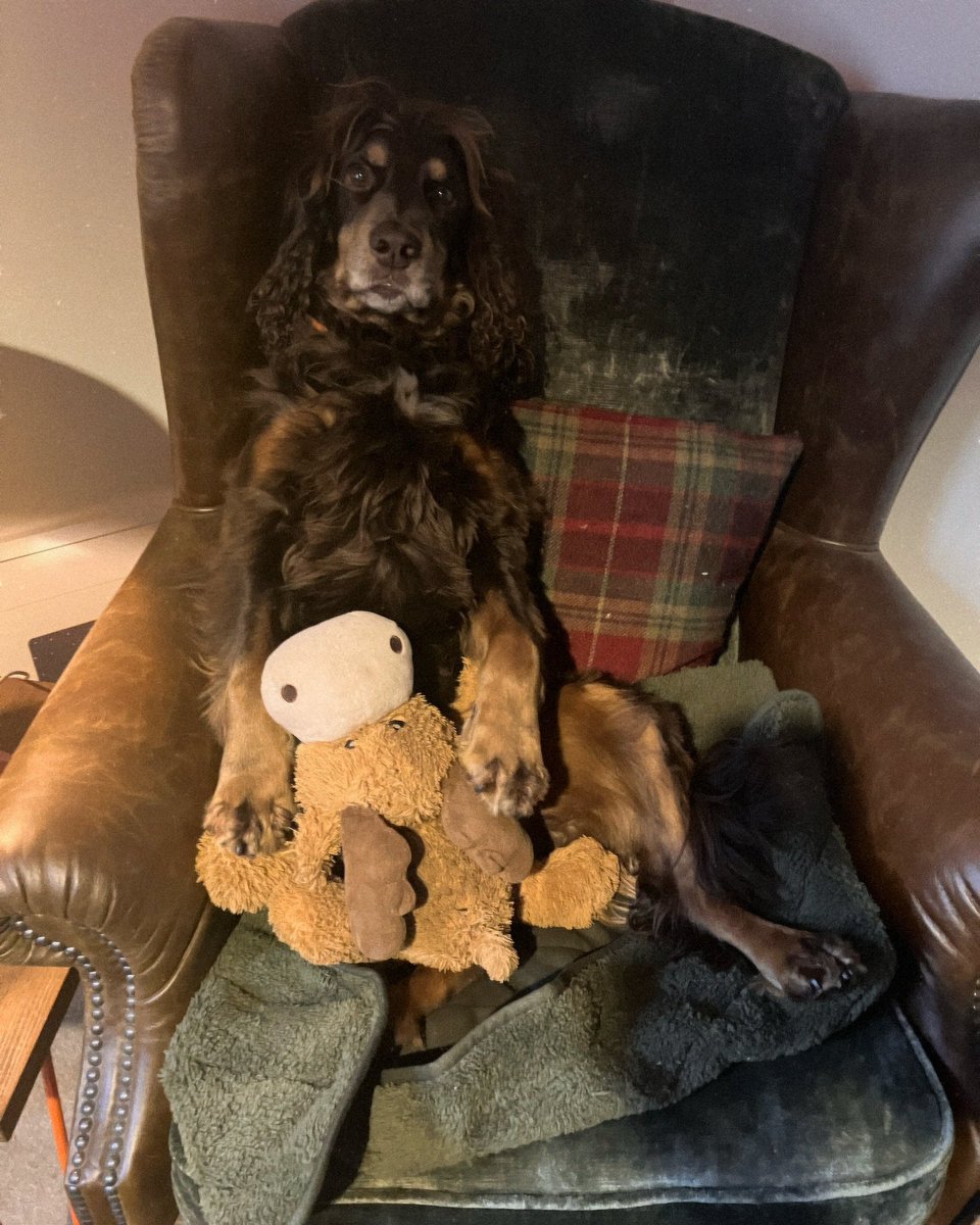 Whilst important meetings were had today… Norman was chilling! 🐶❤️🤣