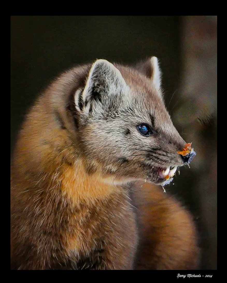 'NORTHERN FRIENDS' instagram.com/p/C5sYQeTOGCa/… #AlgonquinPark #PineMarten #WildlifePhotography #OntarioParks #Canada #PicOfTheDay